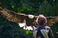 Bald eagle landing during falconry show - WeiÃÅ¸kopfseeadler Landung bei Falkner Show